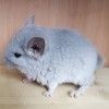 АнвИ Карат