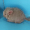 Пончик