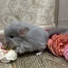 Людвиг
