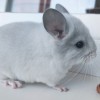 Билли Кор