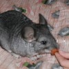 Шуша