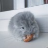 Вилли Кор