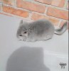 Филл
