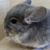 Кай
