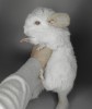 ДАРИНА