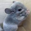 Лана