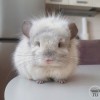 Чел Чин Ник