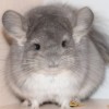 Манго