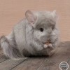 Рамзай Джус