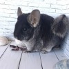 Шуня