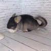 Жуля