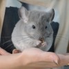 Шкипер