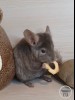 Зефирчик