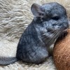 Кексик