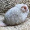 Каспер