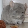 Добби