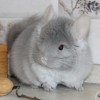 Алексис
