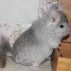 Абрикос