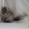 Лилия