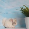 Чел Чин Юнити