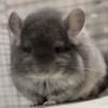 Масик
