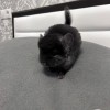 Корвин
