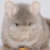 Перчик