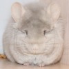 Кубик