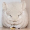 Персей
