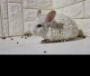 БР рекс