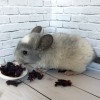 Пират_нРекс_КХ