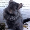 Пепси_нРекс_КХ