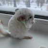 Пикачу