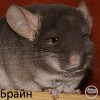 Брайн