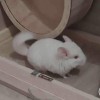 Кристофер Робин