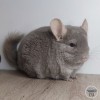 Кара Мелави окр нРекс нКалиф