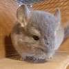 Филл