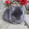 Фанго МиР