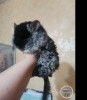 Царица Клеопатра