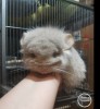 Кеннет