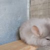 Маниса