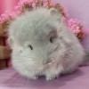 Сцилла