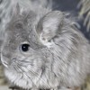 АС Франческа