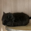 Коко