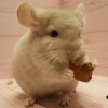 Ванкувер 