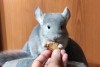 2 месяца