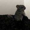 Крошка носитель рекс