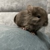 Арчи носитель рекс