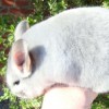Кализей