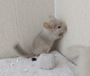 2 мес.